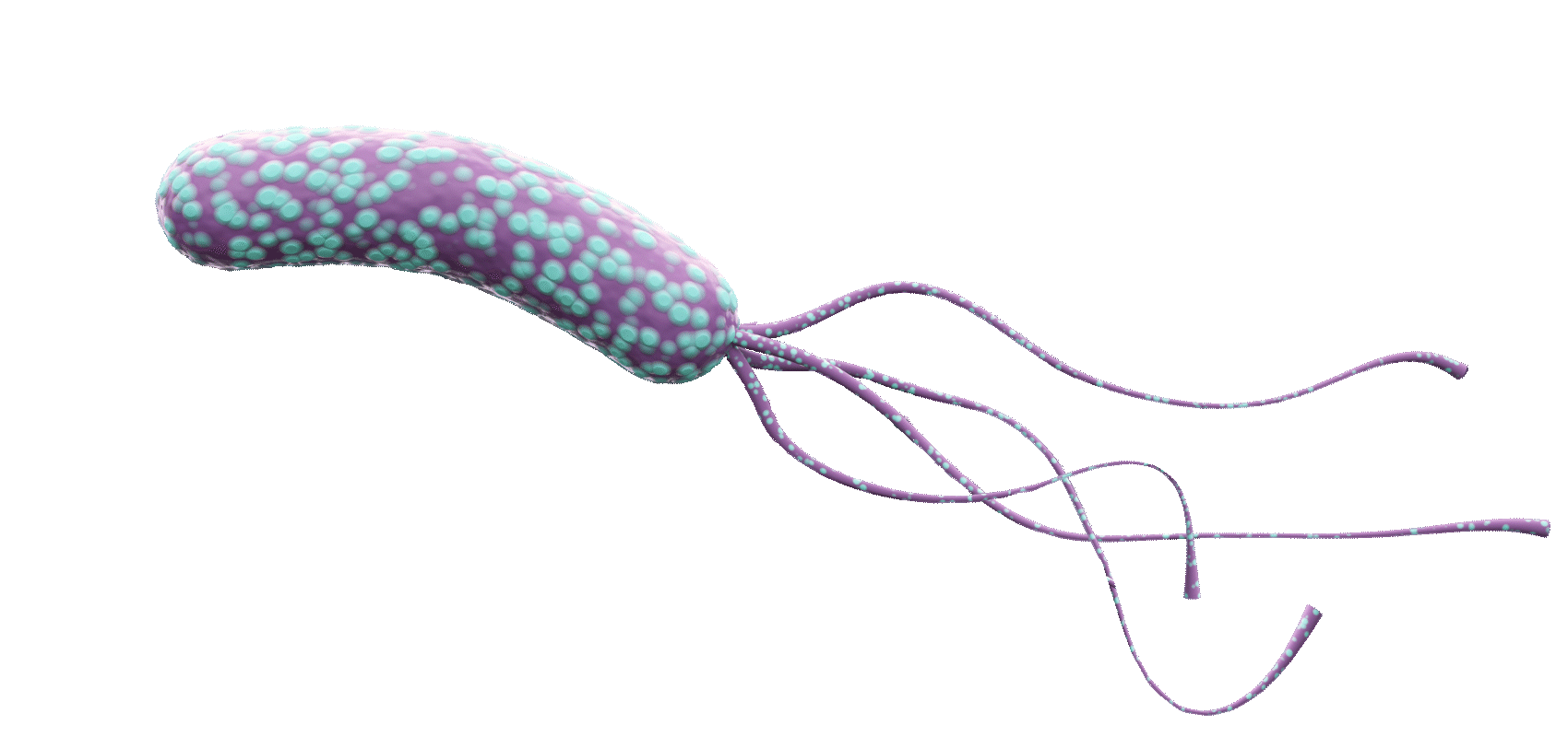 gut+ probiotic & h pylori