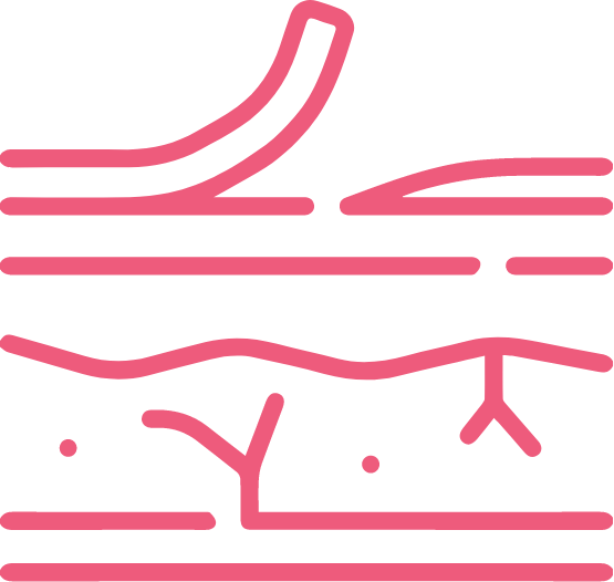 Enhances Immunity and Reduces Inflammation