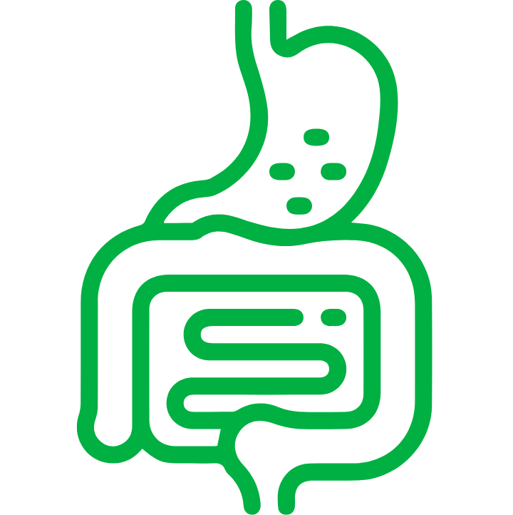 Digestive and Detoxification Organ